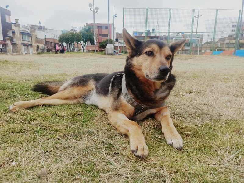 Cronograma de ejecución para la atención animal en Paipa, no convence a la comunidad