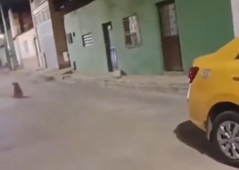 Perrito atropellado por un taxista en Tunja, falleció por no recibir atención oportuna