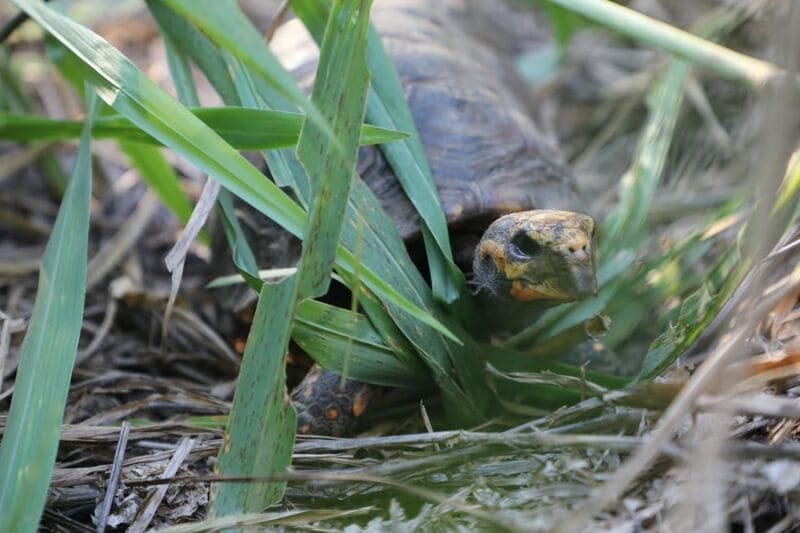 Se han reportado 319 casos de atención a fauna silvestre en Boyacá en 2024