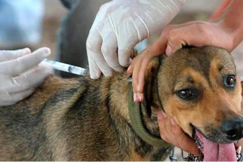 Moniquirá, Socha y Nobsa recibirán brigadas móviles de bienestar animal