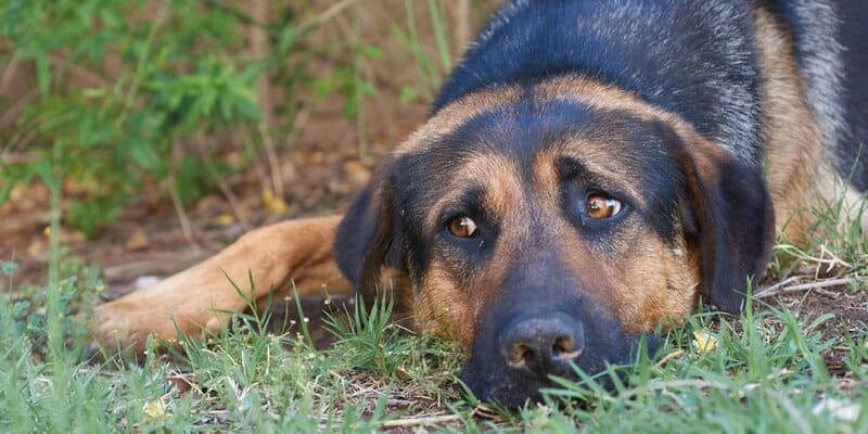 La Alcaldía de Sogamoso se pronuncia sobre un acto de intolerancia cometido contra un canino