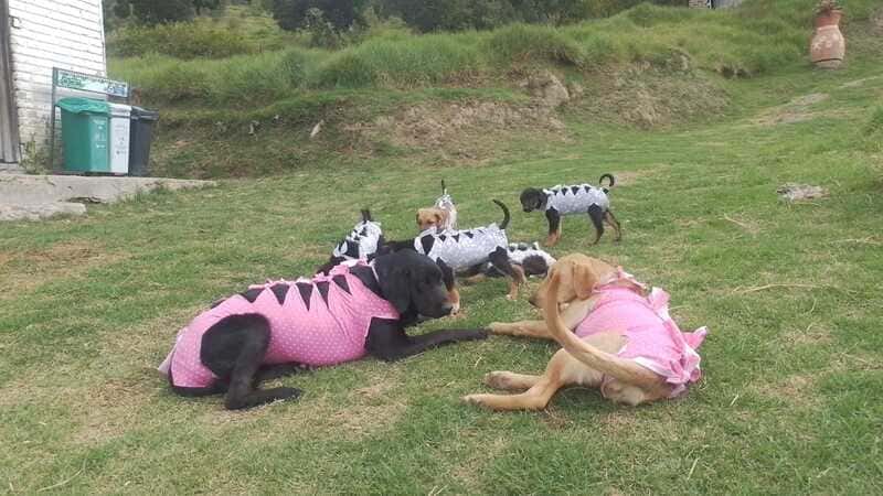 En el Parque Ecológico y Tecnológico de Pirgua, Urbaser rescata y ponen en adopción perritos abandonados
