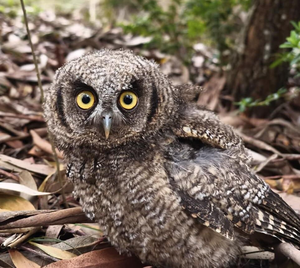 Corpoboyacá rescata y libera seis ejemplares de fauna silvestre