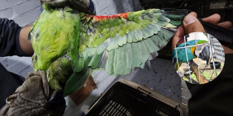 Cinco ejemplares de fauna silvestre fueron recuperados en Cómbita gracias a una denuncia ciudadana