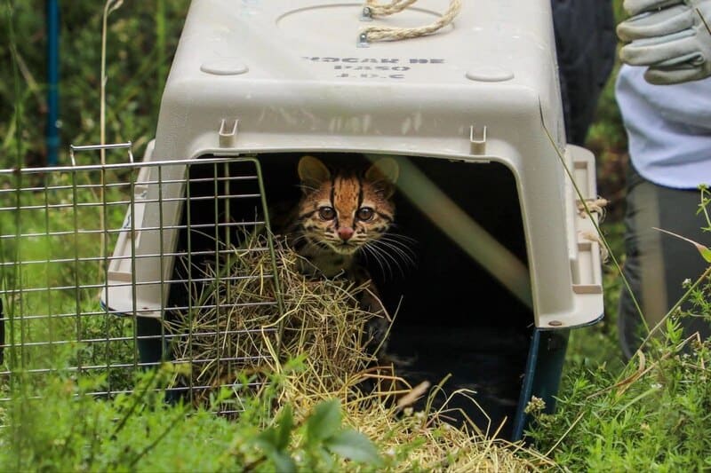 Un tigrillo rescatado en Duitama volvió a su hábitat natural