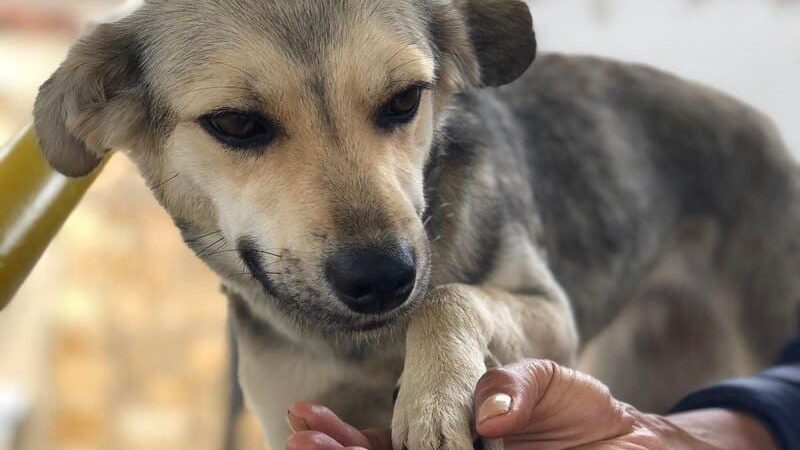 Jornada dirigida a proteccionistas de perros y gatos en Tunja