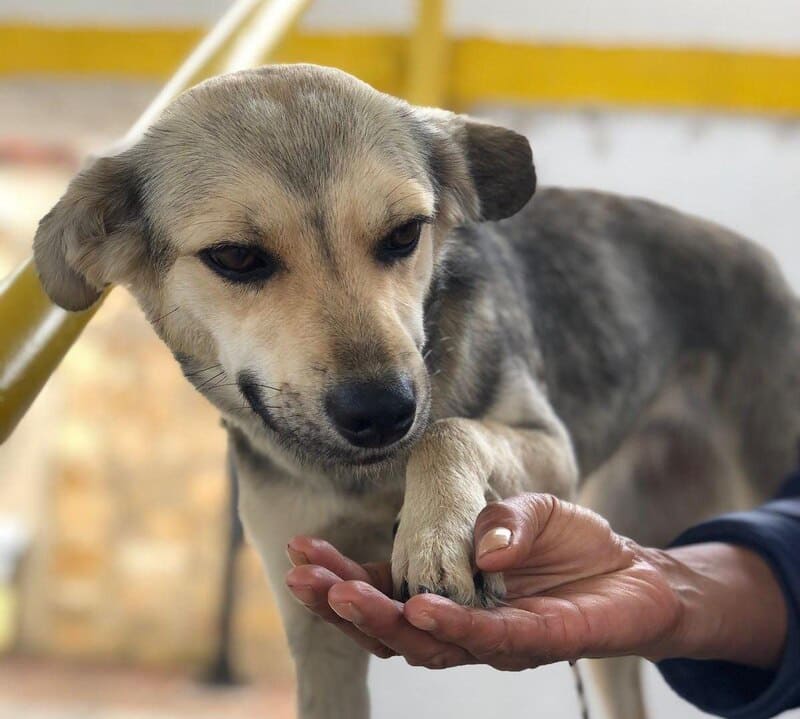 Jornada dirigida a proteccionistas de perros y gatos en Tunja
