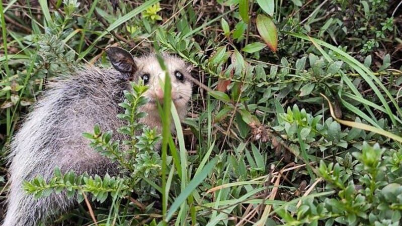 Tres animales silvestres regresan a su hábitat