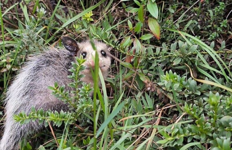 Tres animales silvestres regresan a su hábitat