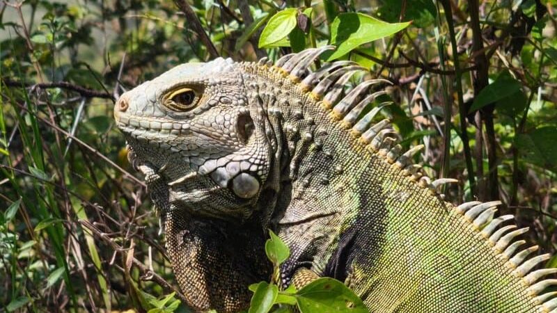 Corpoboyacá recupera y libera tres ejemplares de fauna silvestre en Tunja, Duitama y Nobsa