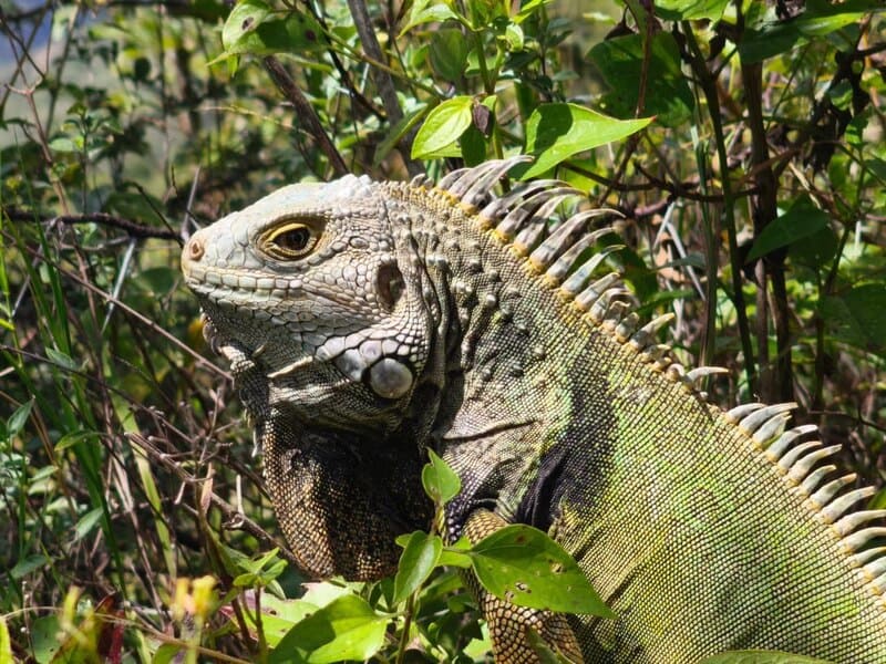 Corpoboyacá recupera y libera tres ejemplares de fauna silvestre en Tunja, Duitama y Nobsa