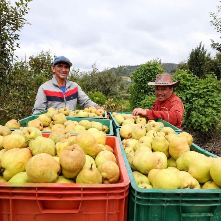En Villa de Leyva cambiarán 1 kilo de reciclaje por 2 kilos de pera boyacense