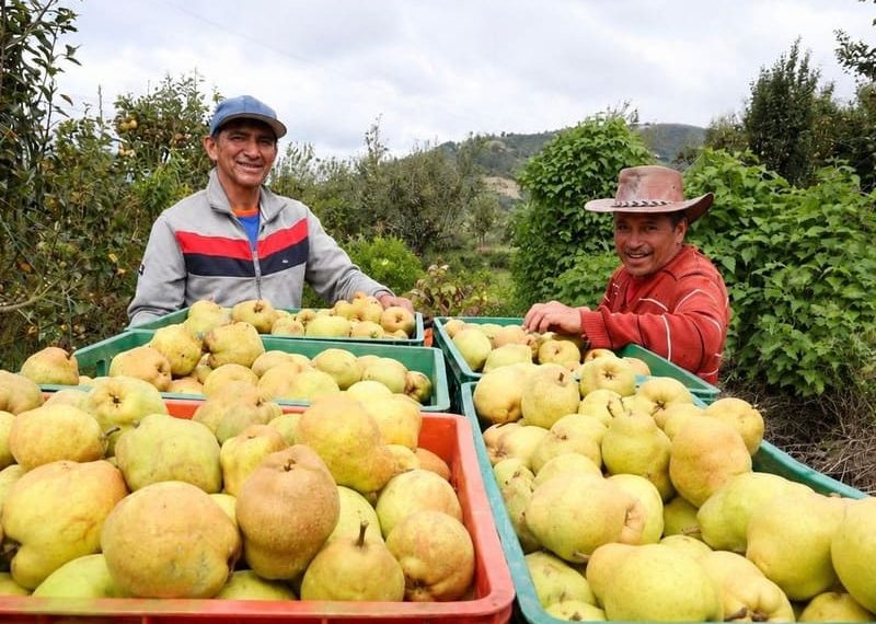 En Villa de Leyva cambiarán 1 kilo de reciclaje por 2 kilos de pera boyacense