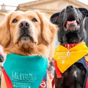 Es ley: sancionarán con cárcel a quienes abusen de animales en Colombia