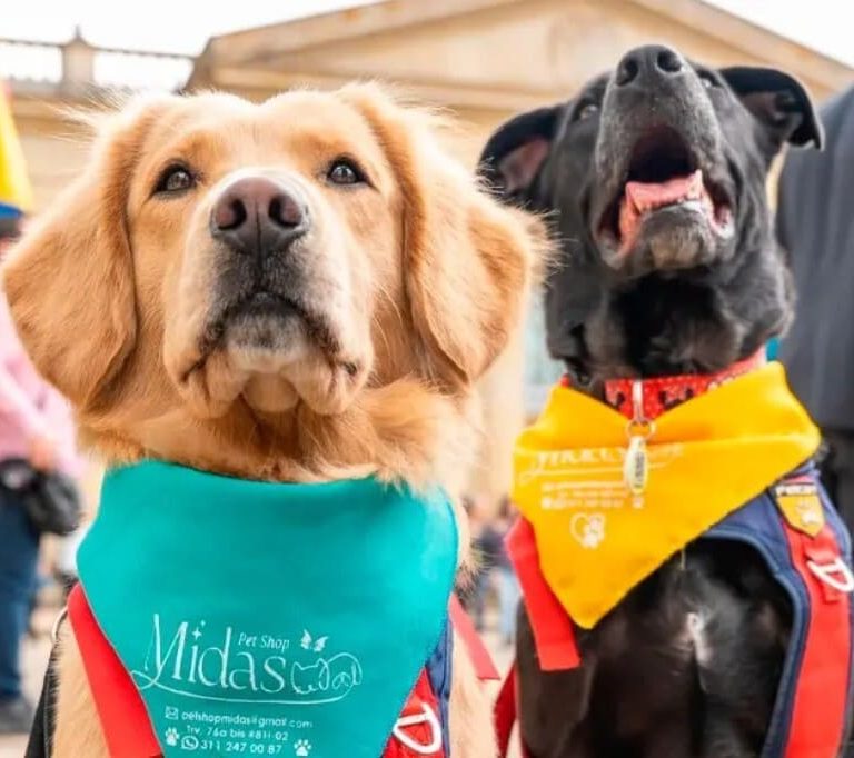Es ley: sancionarán con cárcel a quienes abusen de animales en Colombia