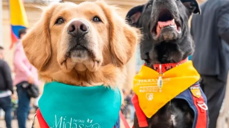Es ley: sancionarán con cárcel a quienes abusen de animales en Colombia