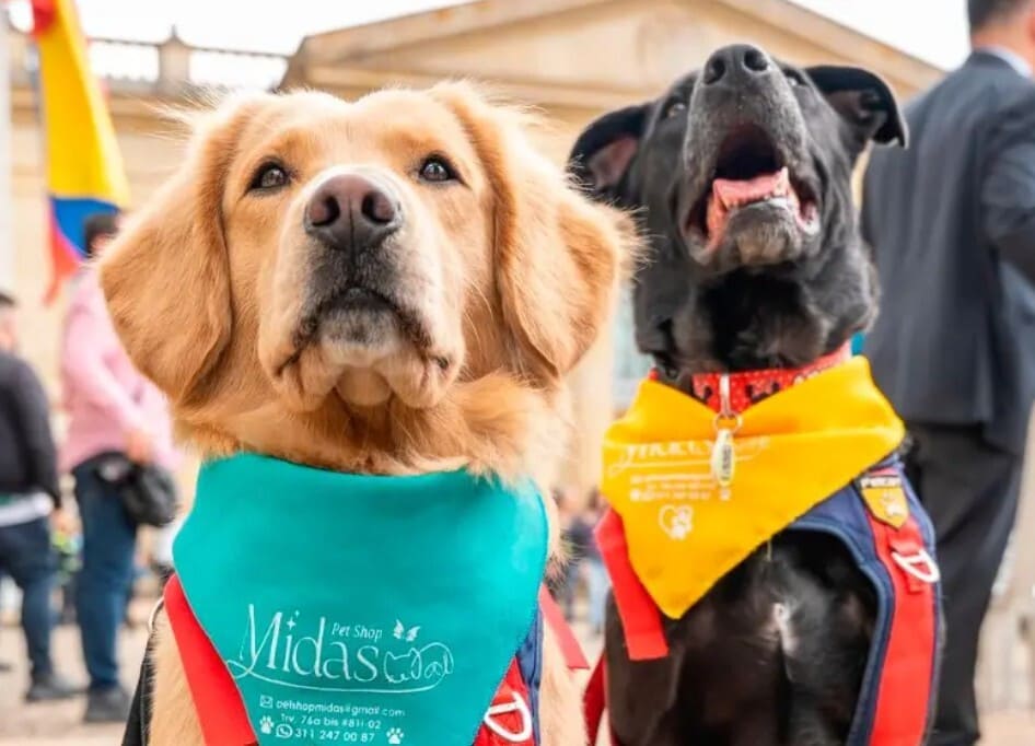 Es ley: sancionarán con cárcel a quienes abusen de animales en Colombia