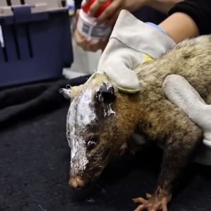 Corpoboyacá habilita un punto de atención veterinaria para la fauna silvestre afectada por el incendio en Villa de Leyva