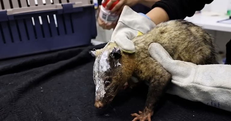 Corpoboyacá habilita un punto de atención veterinaria para la fauna silvestre afectada por el incendio en Villa de Leyva