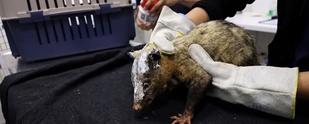Corpoboyacá habilita un punto de atención veterinaria para la fauna silvestre afectada por el incendio en Villa de Leyva