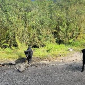 Emergencia ambiental y caso de abandono animal en el Páramo de Bijagual