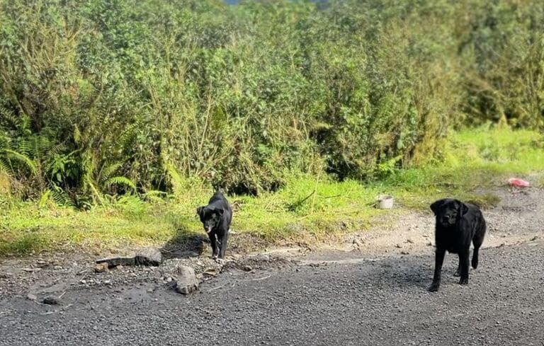 Emergencia ambiental y caso de abandono animal en el Páramo de Bijagual