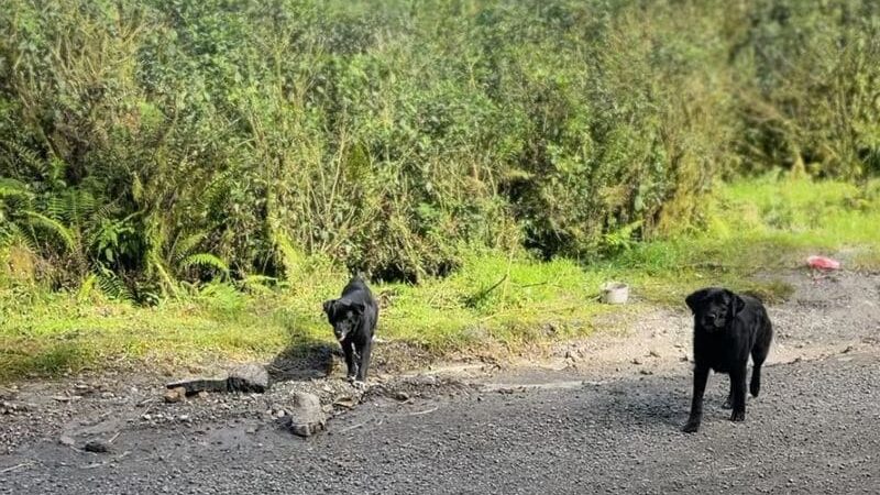 Emergencia ambiental y caso de abandono animal en el Páramo de Bijagual