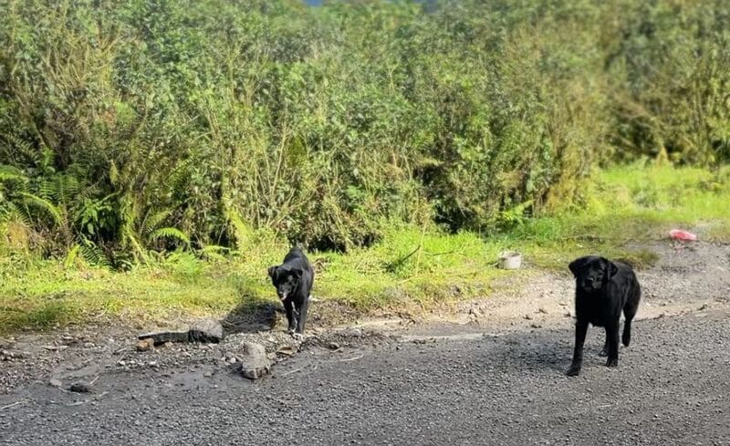 Emergencia ambiental y caso de abandono animal en el Páramo de Bijagual