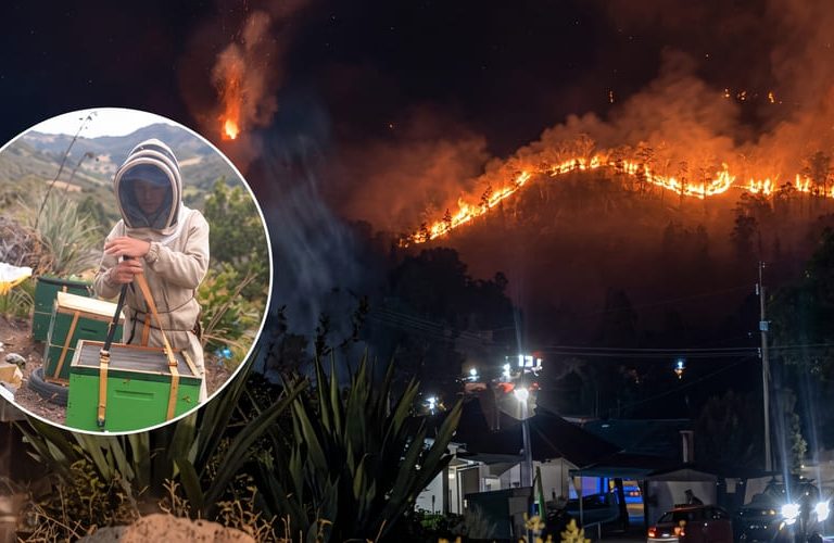 Apicultores arriesgan sus vidas para rescatar colmenas durante la emergencia por incendios en Villa de Leyva