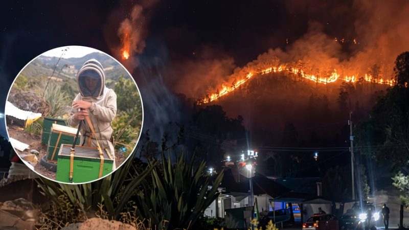 Apicultores arriesgan sus vidas para rescatar colmenas durante la emergencia por incendios en Villa de Leyva