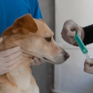 Firman convenio por $682 millones para esterilizar perros y gatos en Tunja