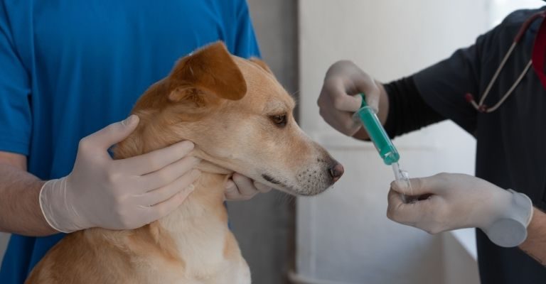 Firman convenio por $682 millones para esterilizar perros y gatos en Tunja