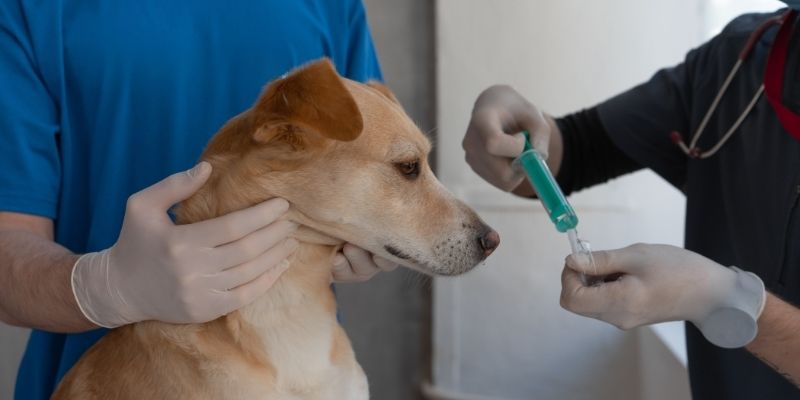 Firman convenio por $682 millones para esterilizar perros y gatos en Tunja